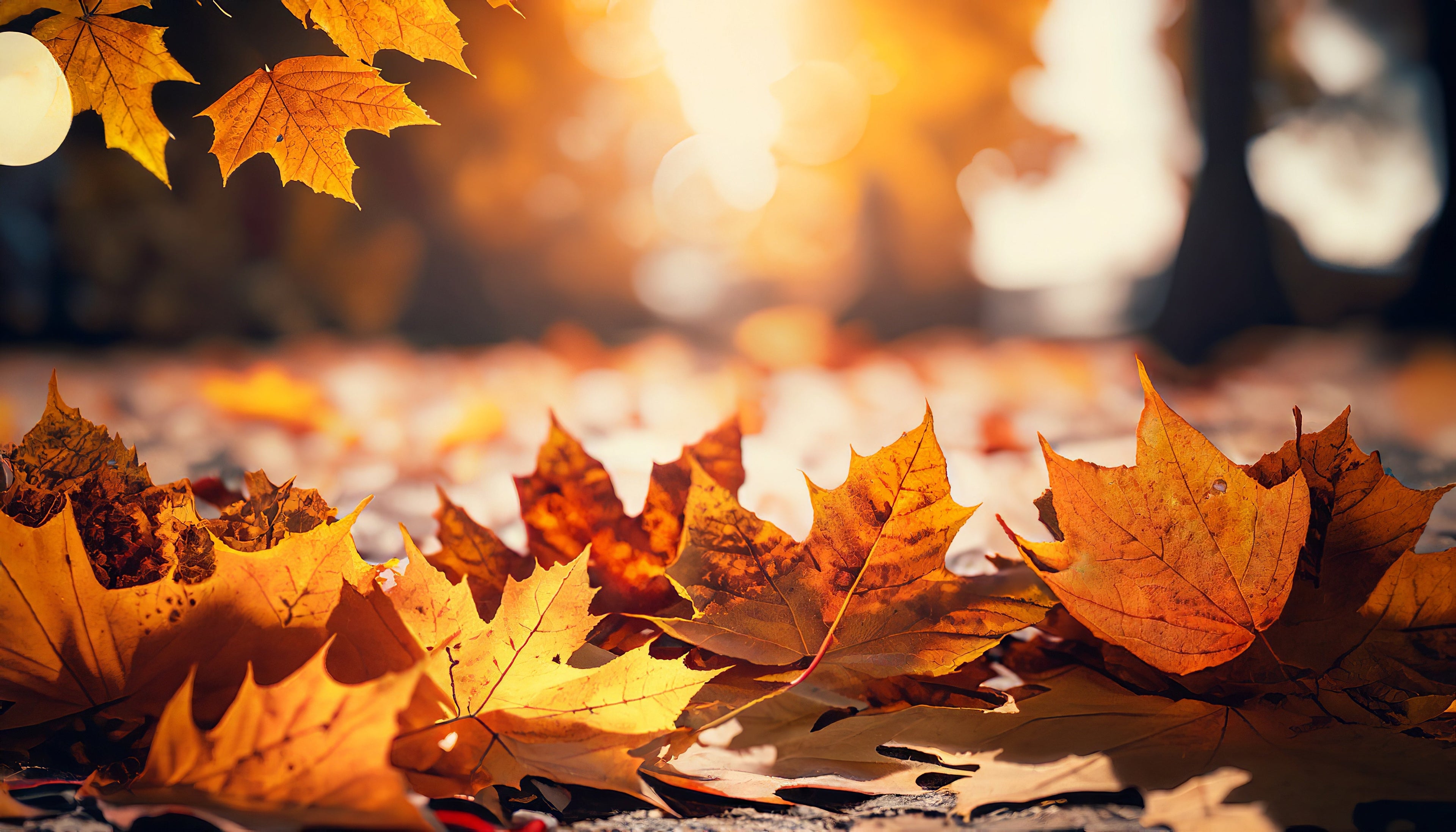 Herbstkollektion